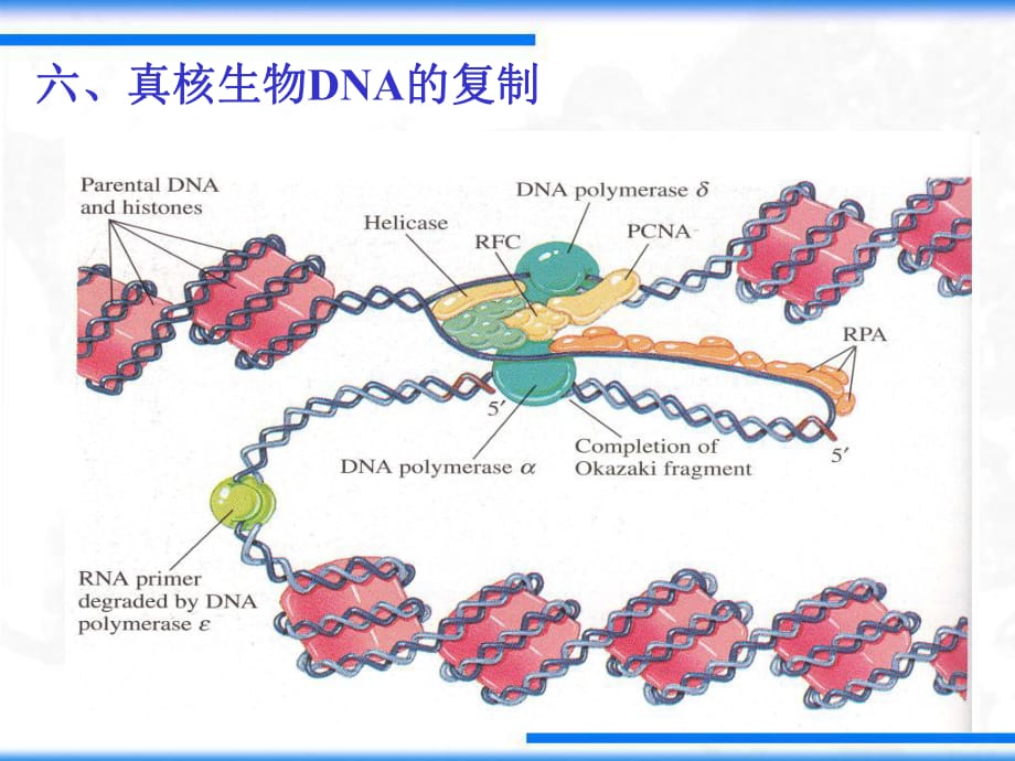 《DNA的復(fù)制和修復(fù)》PPT課件_第1頁