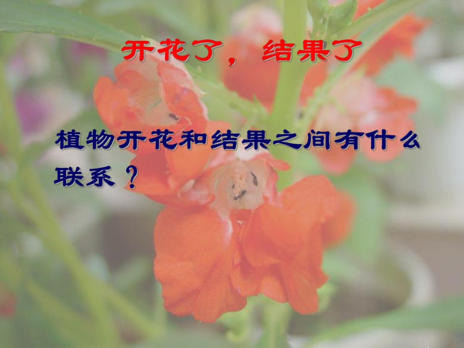 《植物的開花結(jié)果》PPT課件_第1頁(yè)