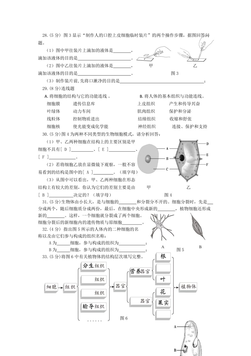 人教版七年级生物上册期中考试卷及答案集[1]_第3页