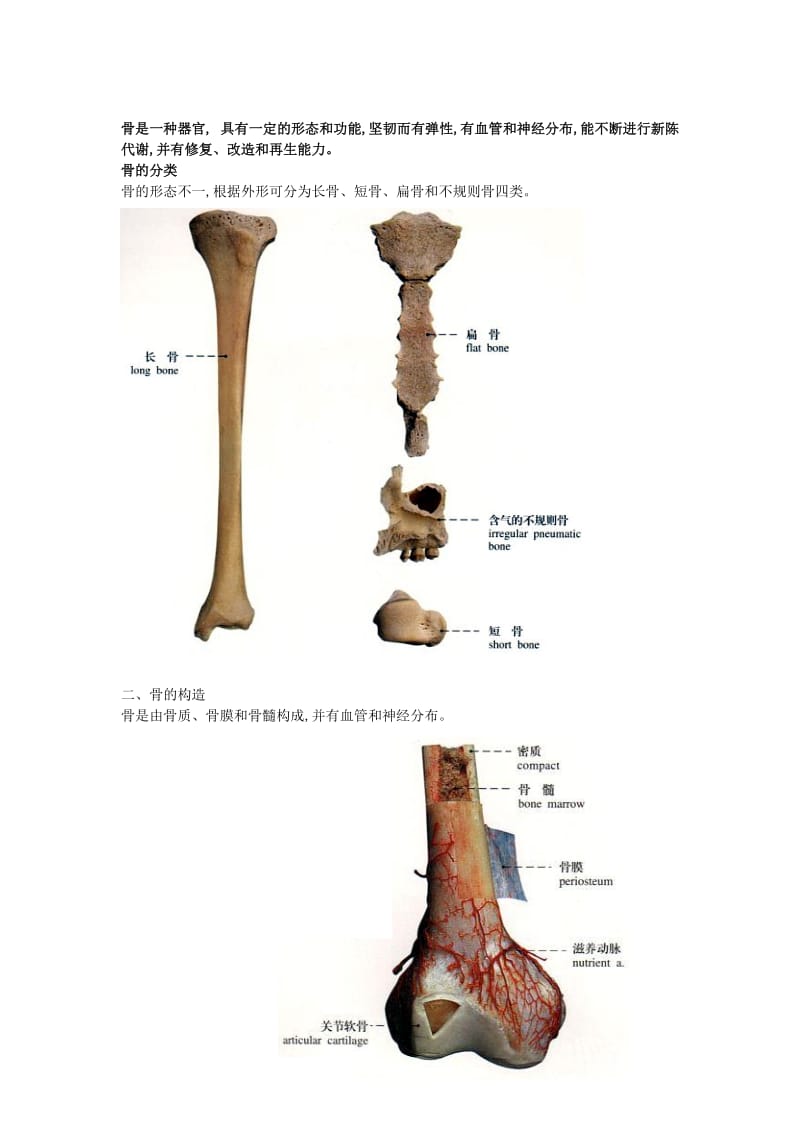 骨科解剖基础_第3页