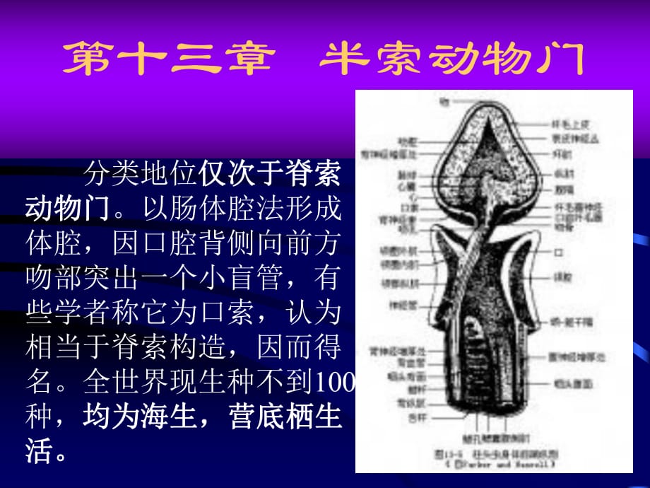 《半索動物門》PPT課件_第1頁