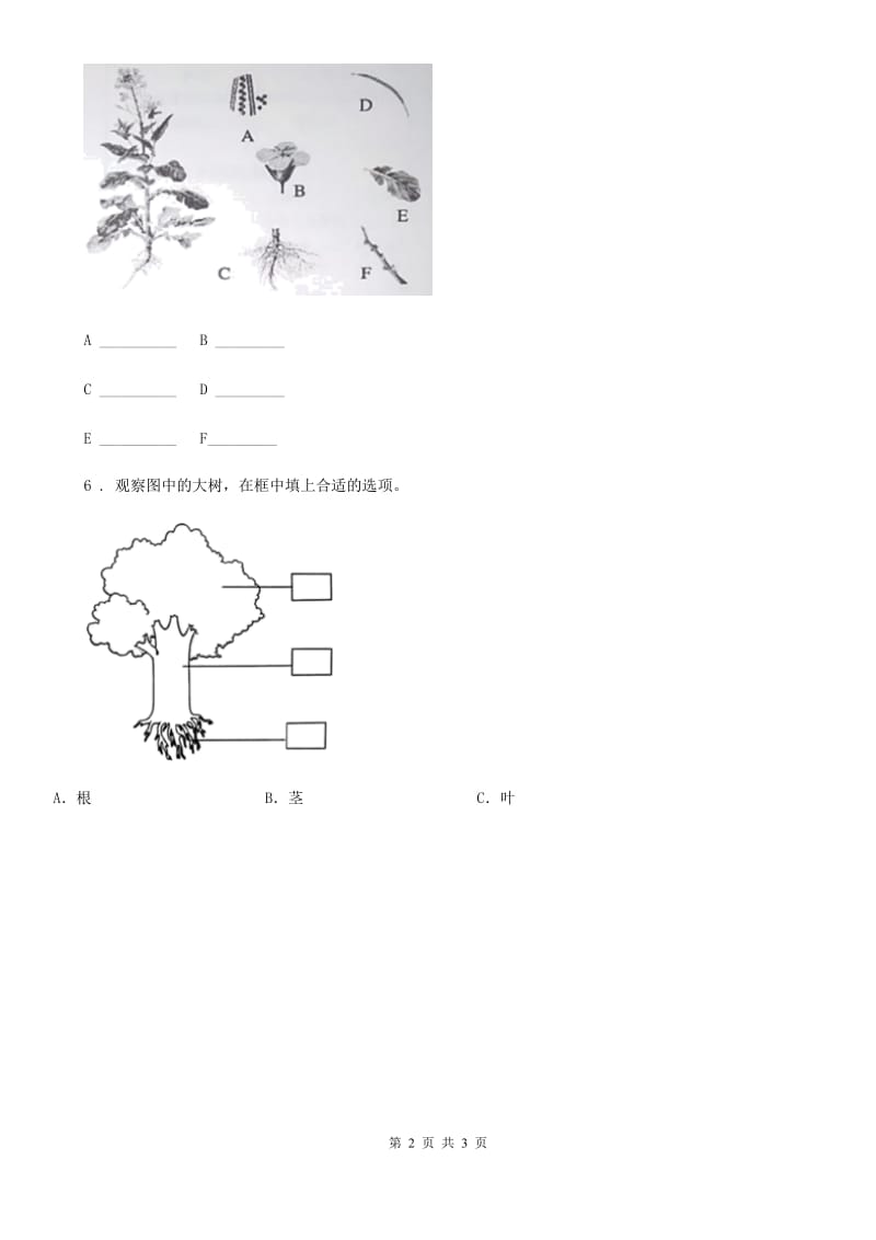 2019-2020年度教科版科学一年级上册1.2 观察一棵植物练习卷(1)C卷_第2页