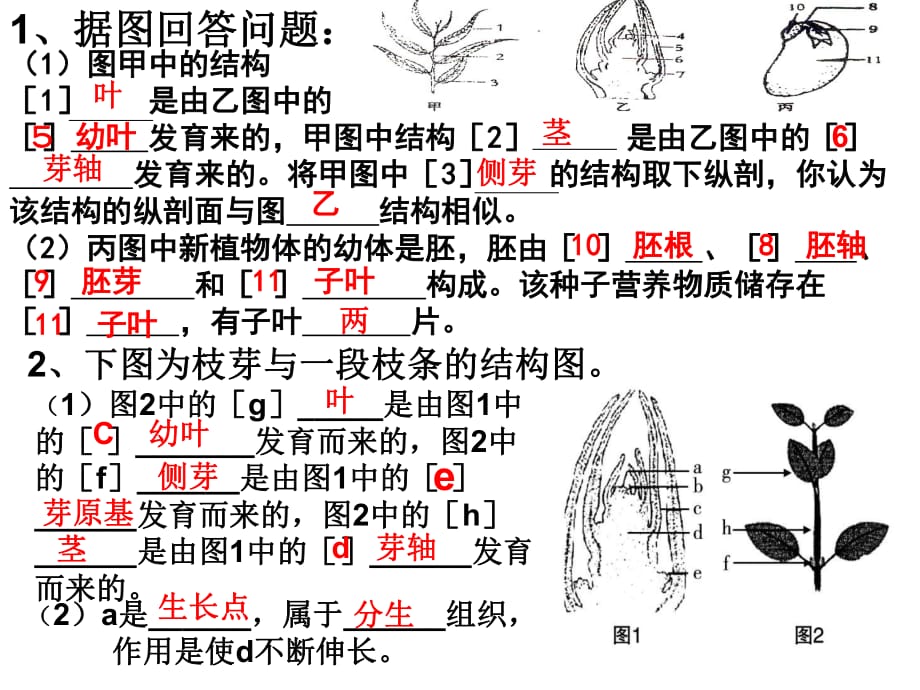 《植物的營(yíng)養(yǎng)繁殖》PPT課件_第1頁