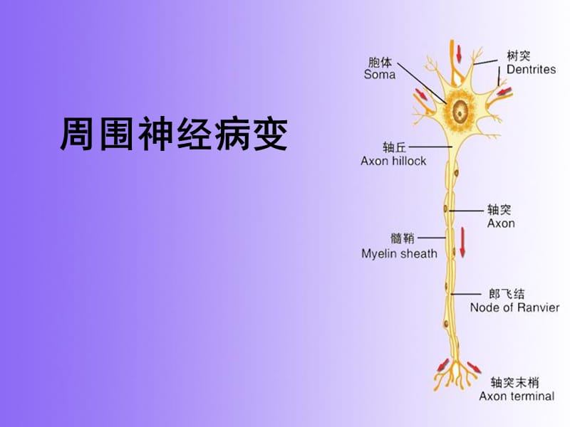 《周围神经病变》课件_第1页