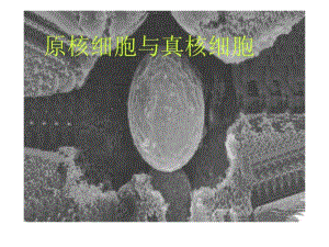 細(xì)胞生物學(xué)生物《原核細(xì)胞與真核細(xì)胞》