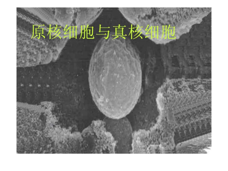 細胞生物學生物《原核細胞與真核細胞》_第1頁