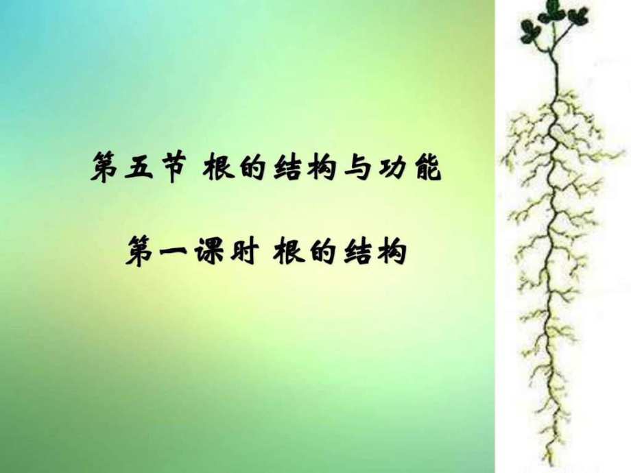 濟(jì)南版八年級(jí)上冊(cè)第五節(jié)《根的結(jié)構(gòu)與功能》_第1頁(yè)