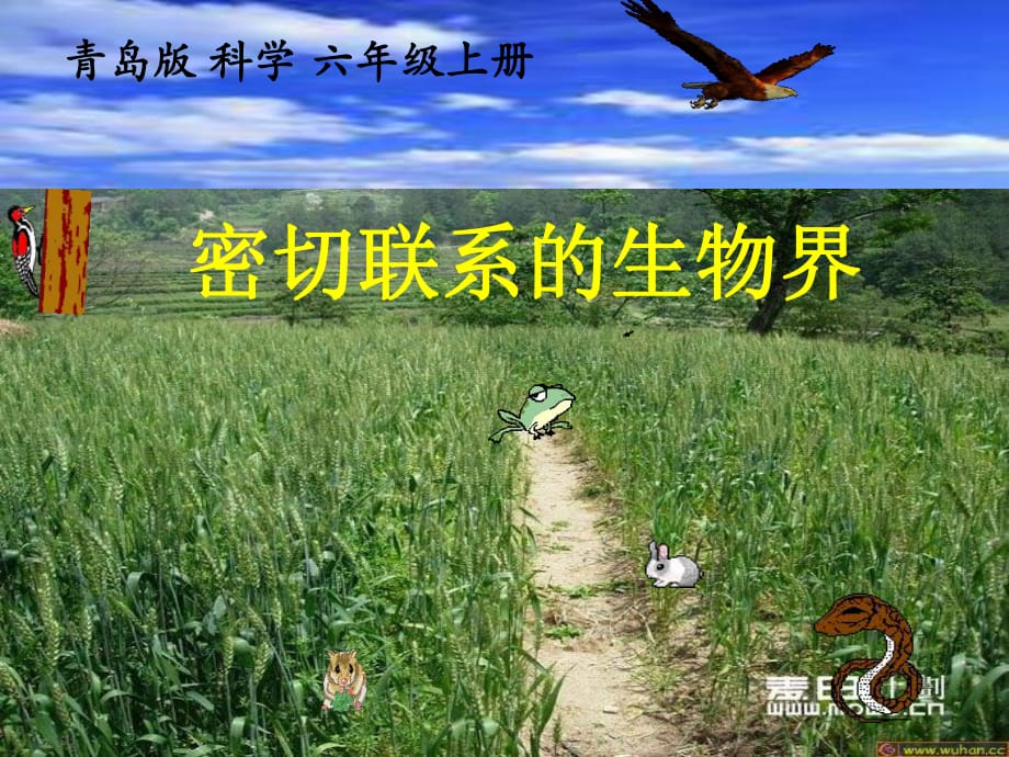 青島版小學(xué)科學(xué)六年級(jí)上冊 《密切聯(lián)系的生物界》_第1頁