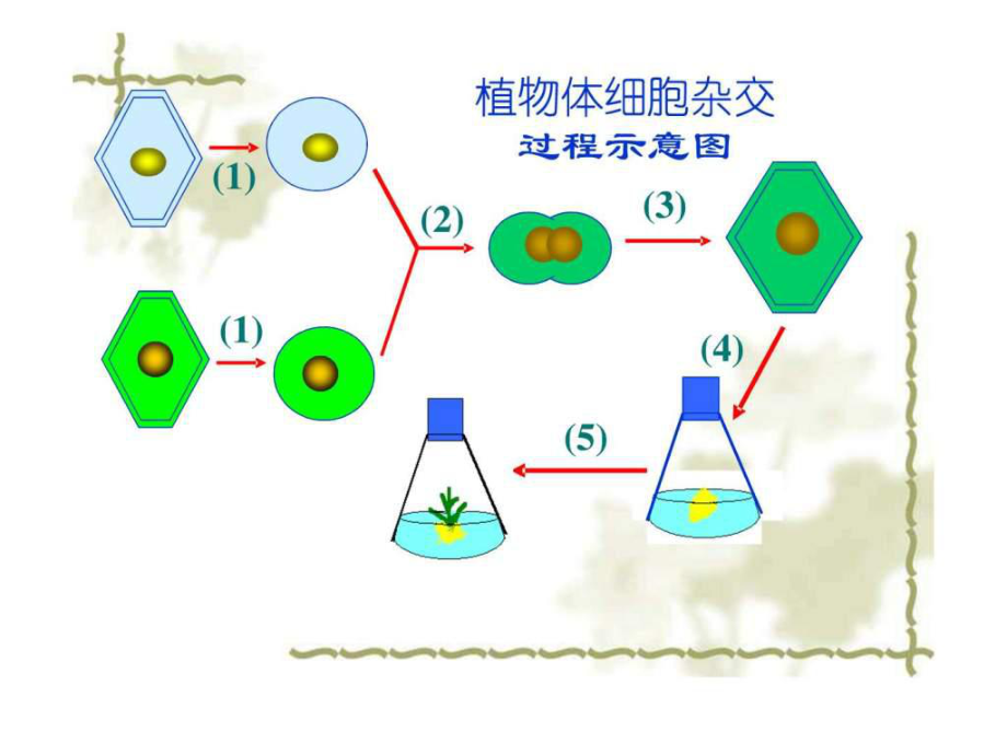 高三生物2.2.2《动物细胞融合与单克隆抗体》课件(新人)_第1页