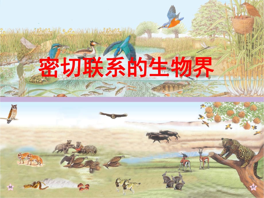 青島版小學(xué)科學(xué)四年級(jí)下冊(cè)《密切聯(lián)系的生物界》課件_第1頁