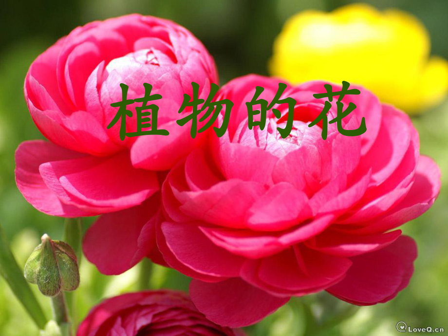 青島版小學(xué)科學(xué)五年級下冊《植物的花》_第1頁