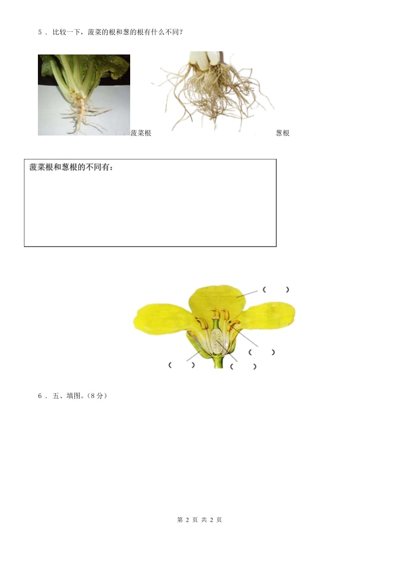 科学2020年一年级上册1.3 观察叶练习卷（1）（II）卷_第2页