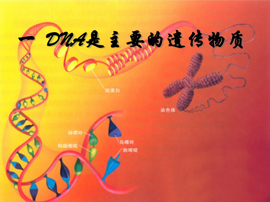 高中生物《DNA是主要的遺傳物質(zhì)》_第1頁