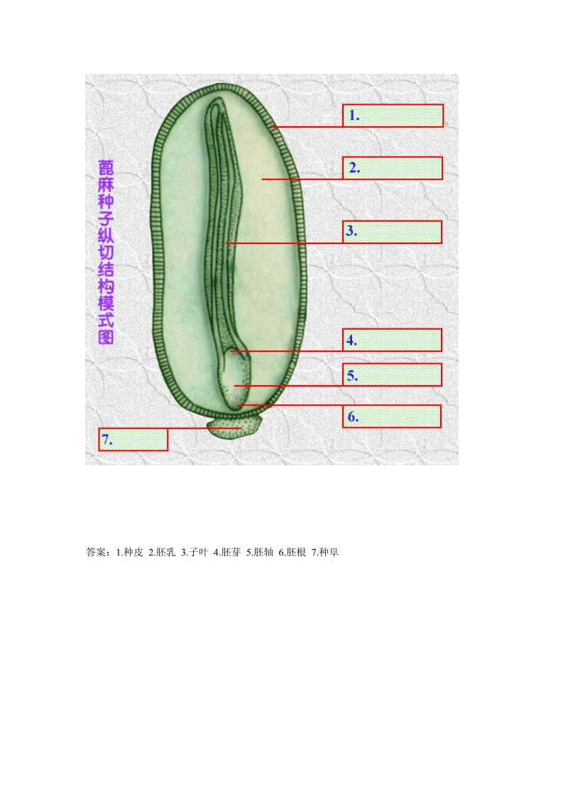 植物学填图题库.doc_第1页