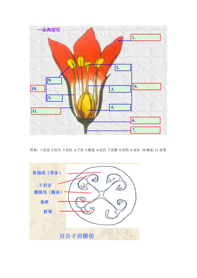 植物学填图题库.doc_第3页