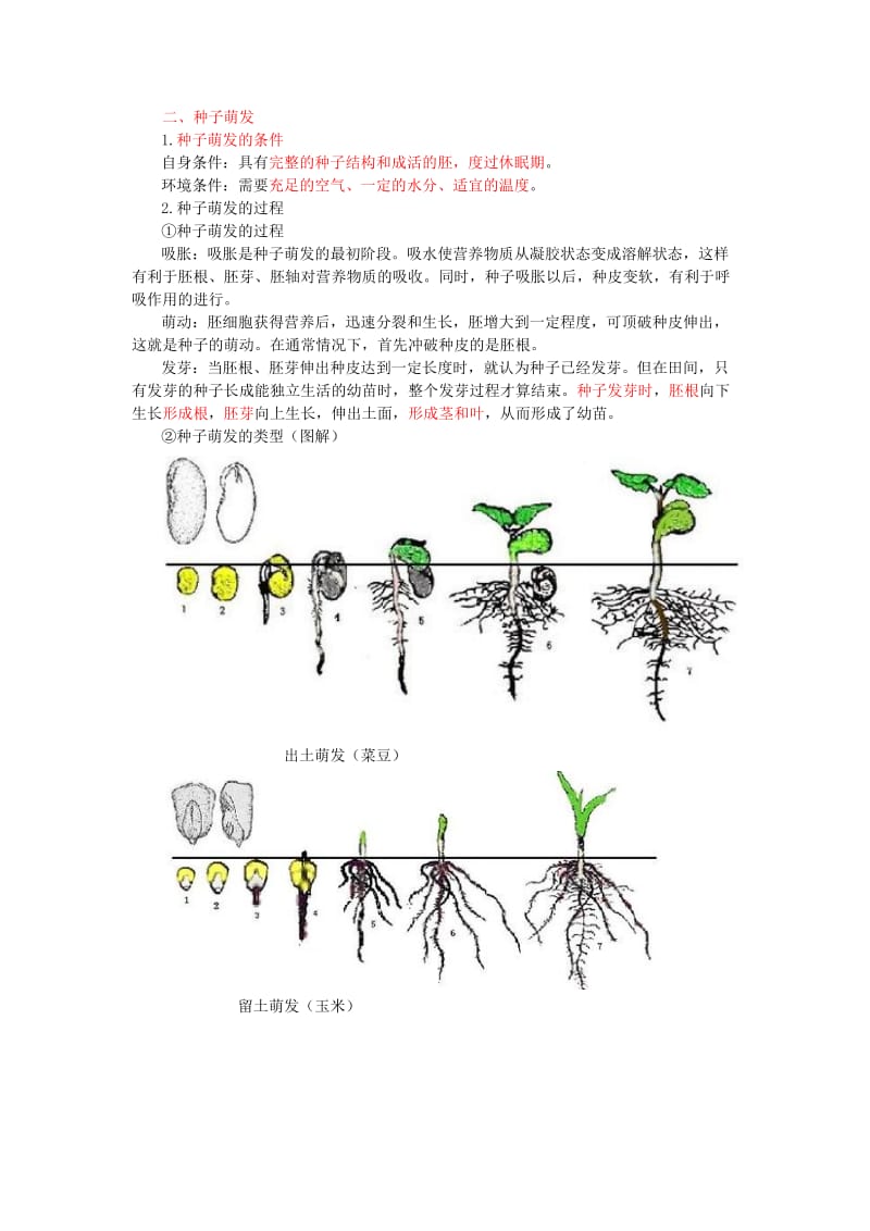 中考生物复习 绿色开花植物的一生1_第2页