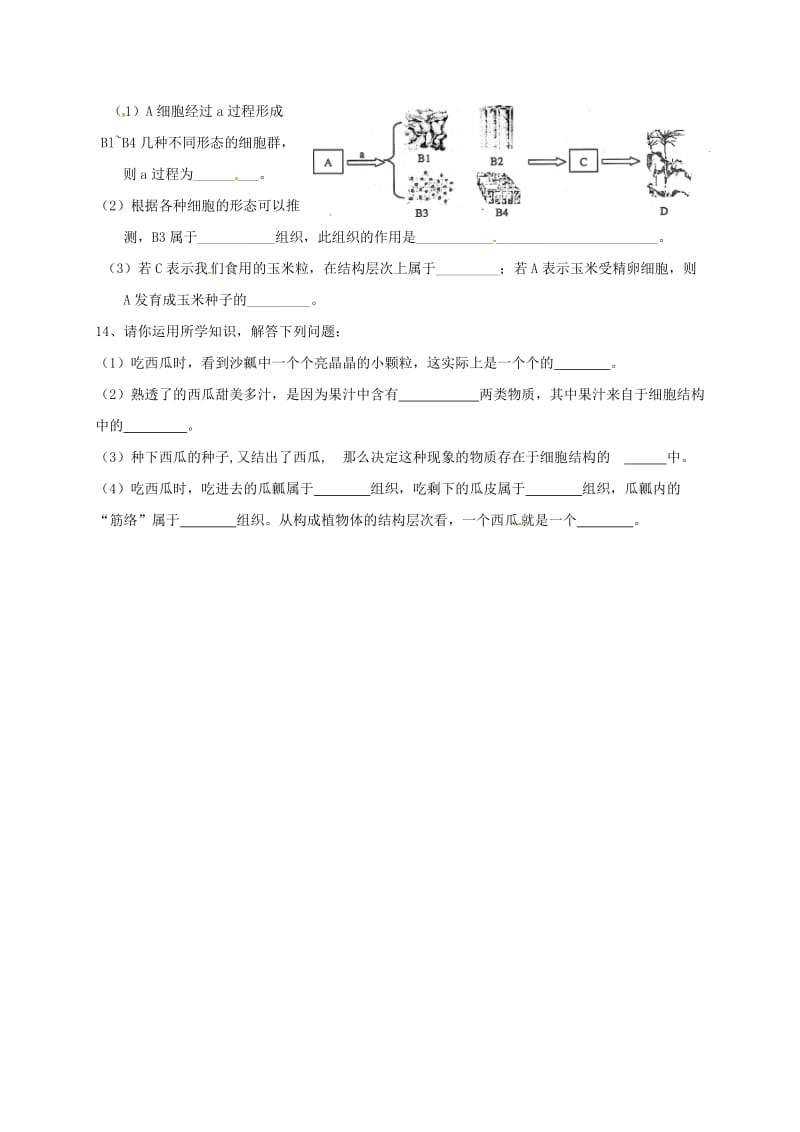 九年级生物下册 生物体的结构层次导学案鲁教版_第3页