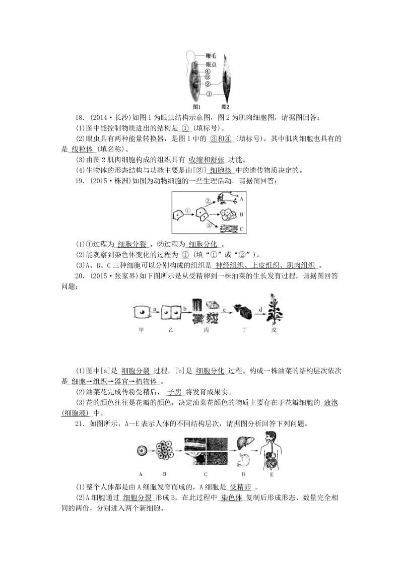 中考生物 第二单元 生物体的结构层次 第4讲 细胞怎样构成生物体 新人教版_第3页