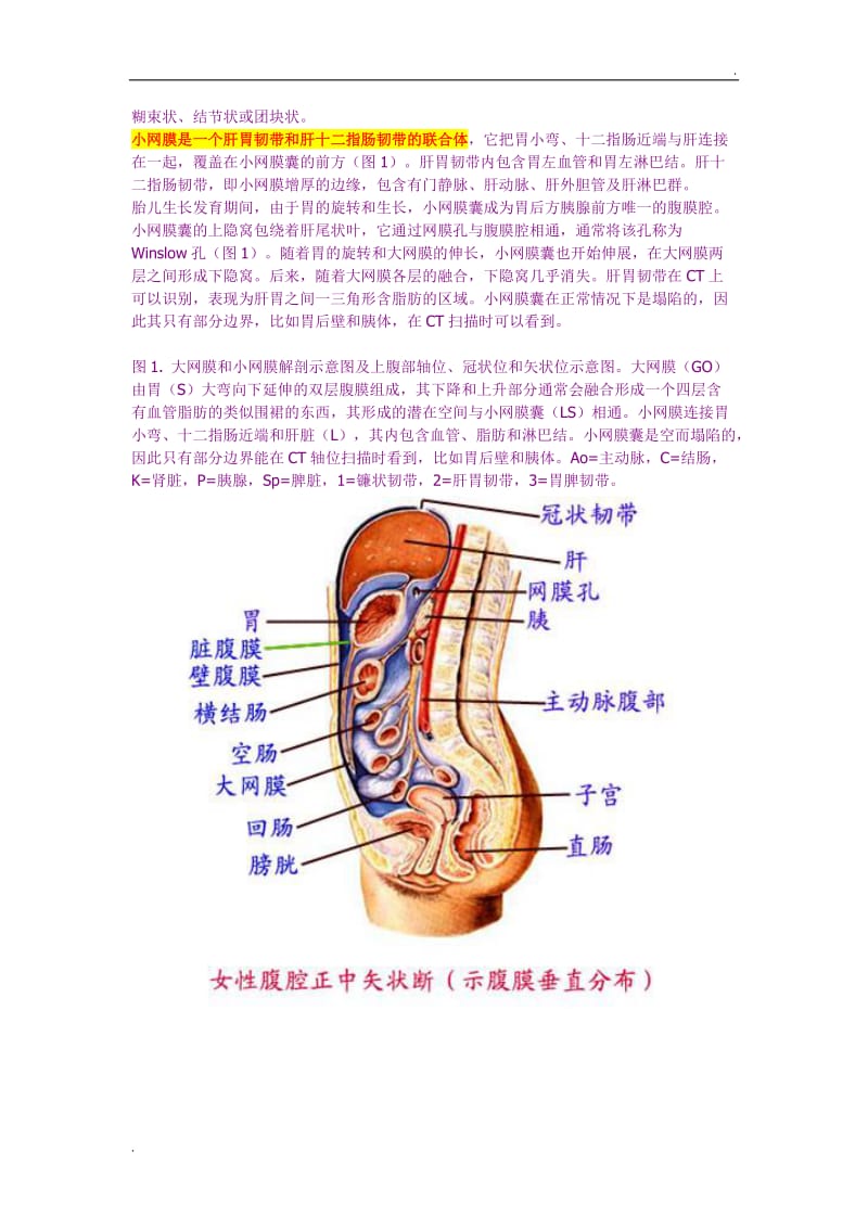 大网膜和小网膜的正常解剖及病变_第2页