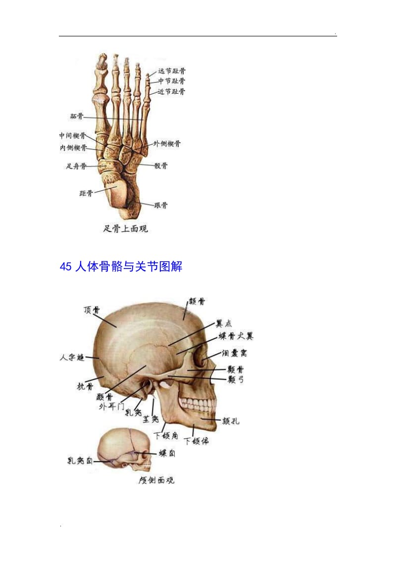 人体骨骼与关节图解_第2页