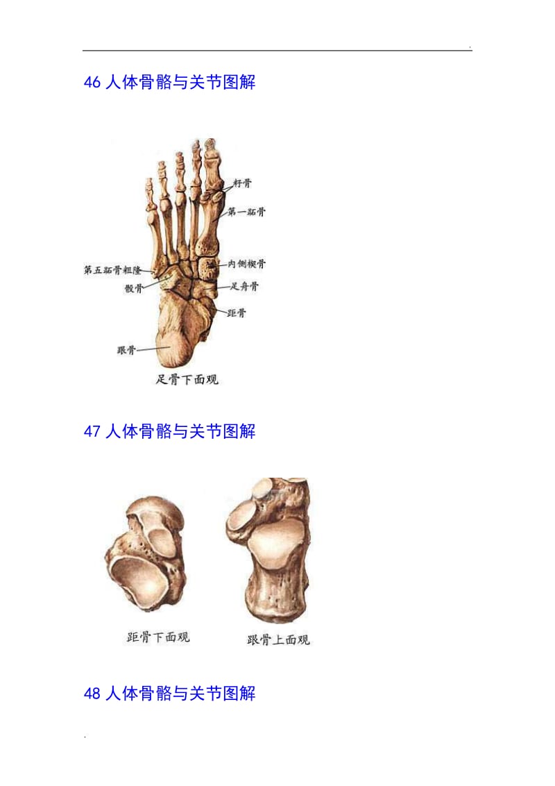 人体骨骼与关节图解_第3页