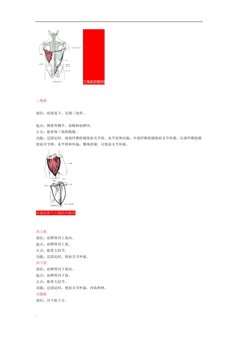 人体骨骼肌的起止点_第3页