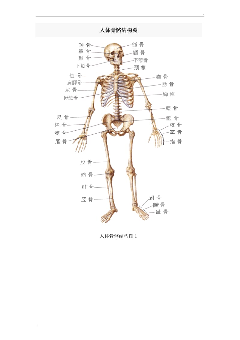 人体骨骼结构图_第1页