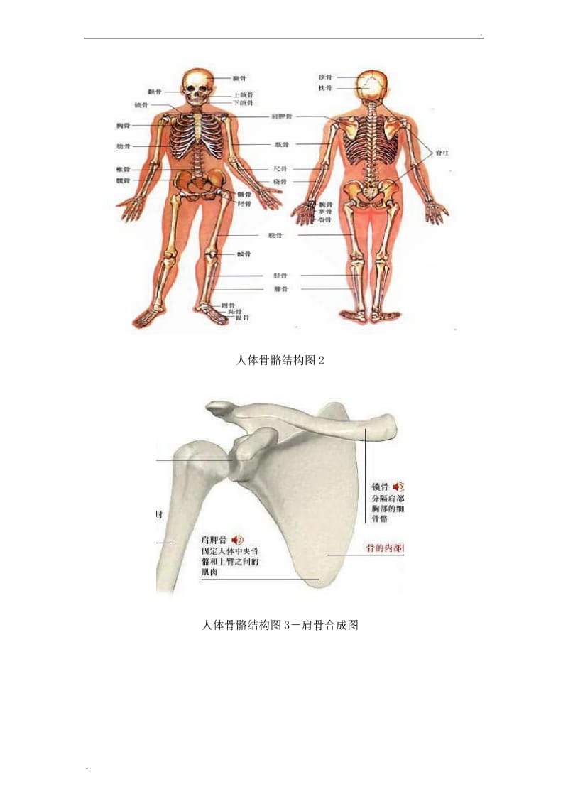 人体骨骼结构图_第2页