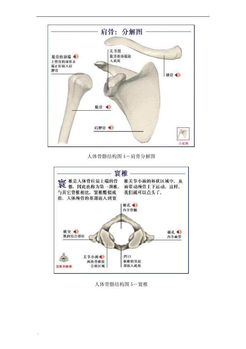 人体骨骼结构图_第3页