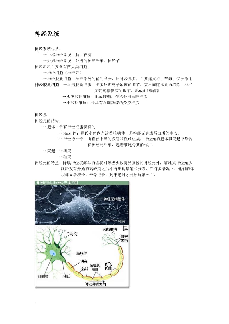 人体神经系统基础知识点及图解_第1页