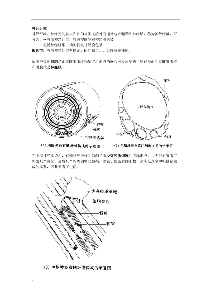 人体神经系统基础知识点及图解_第2页