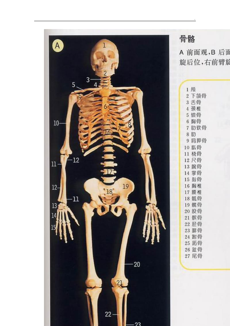 人体骨骼全图_第2页