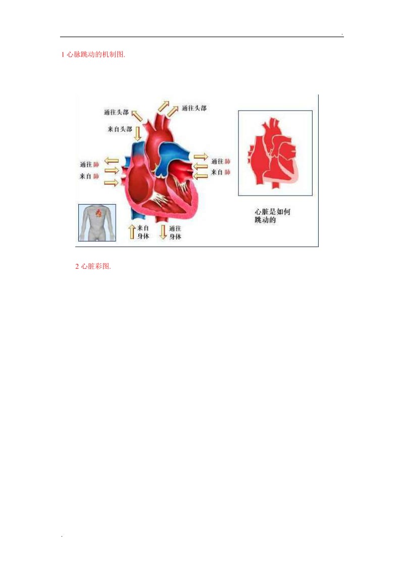 人体血液循环系统精华彩图_第1页