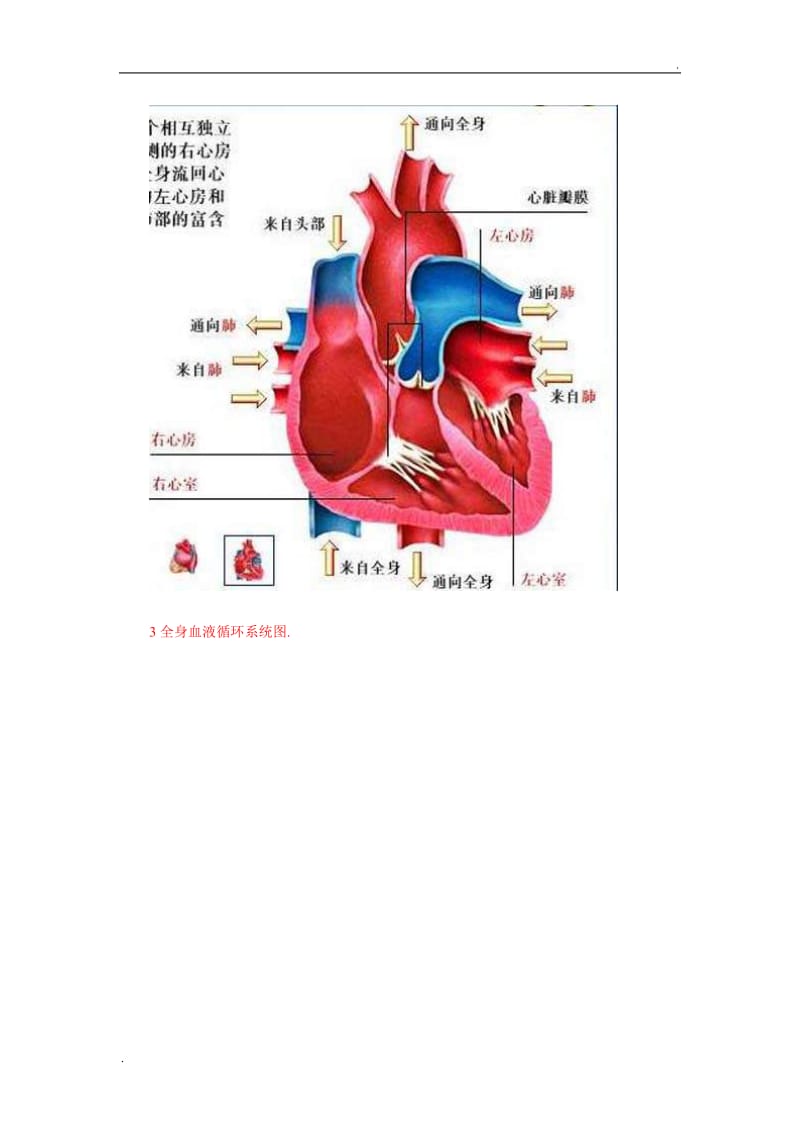 人体血液循环系统精华彩图_第2页