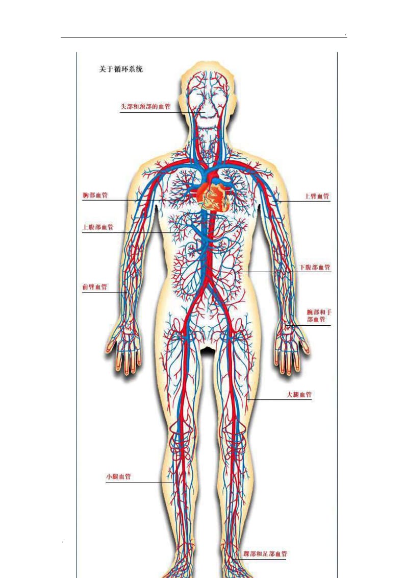 人体血液循环系统精华彩图_第3页