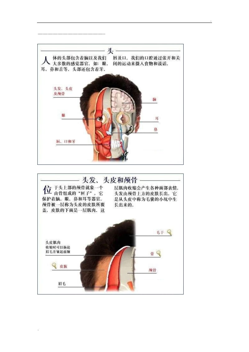 全套人体解剖图_第1页