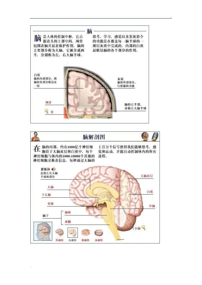 全套人体解剖图_第2页