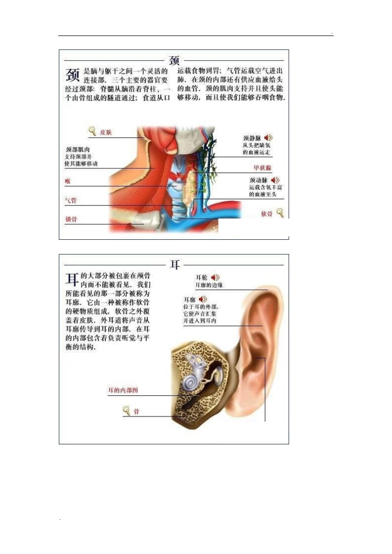 全套人体解剖图_第3页