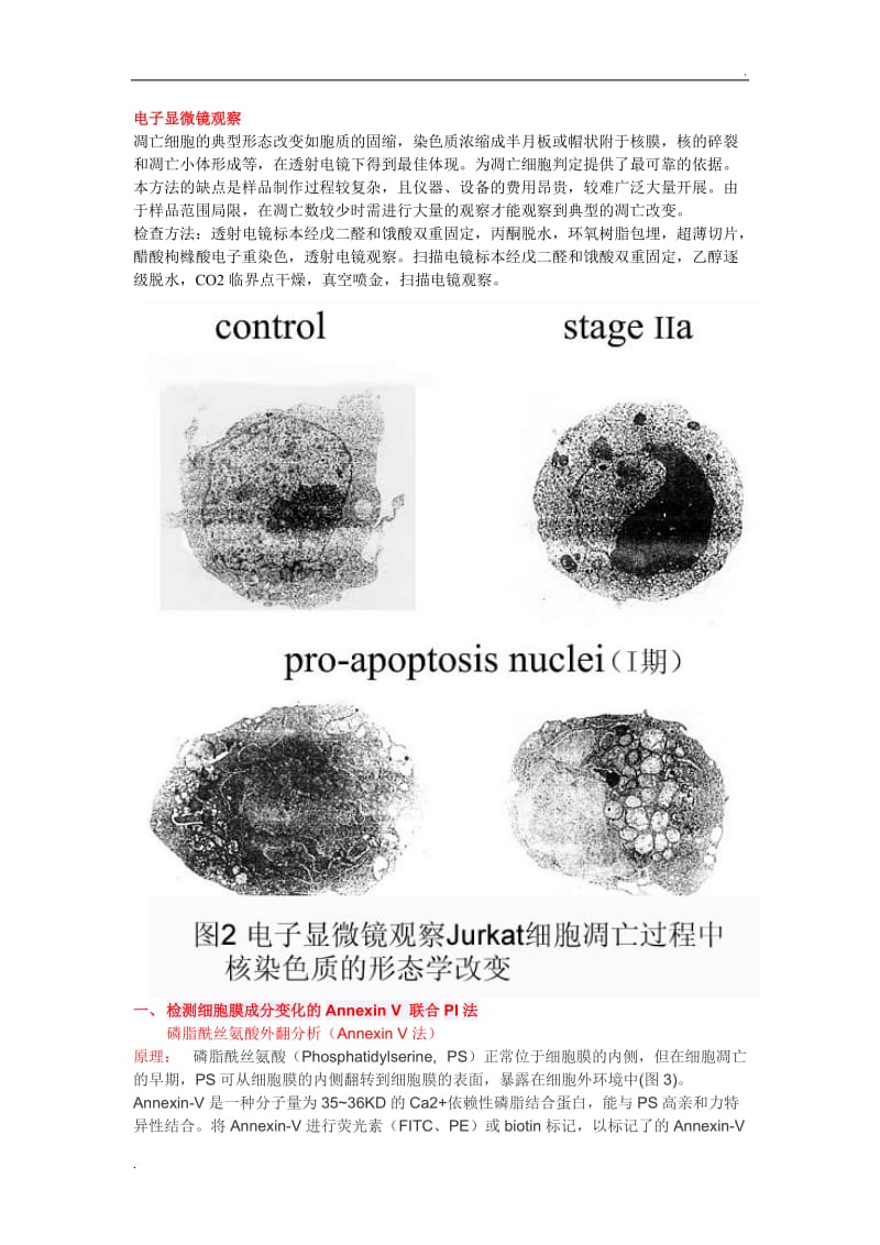 如何区分凋亡细胞与坏死细胞_第2页