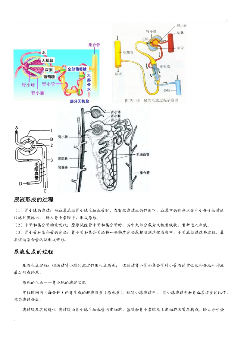 尿液形成的过程资料_第2页