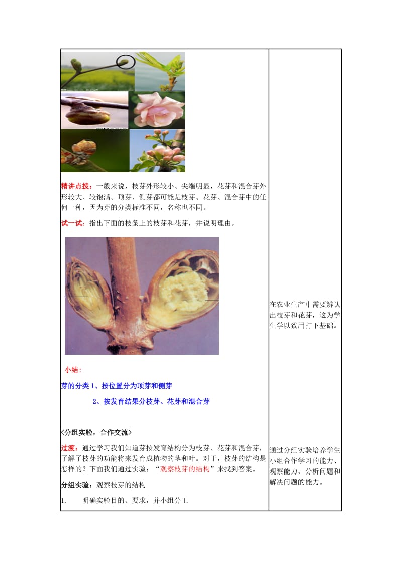 八年级生物上册 第四单元 第一章 第六节《芽的类型和发育》教学设计 济南版_第3页