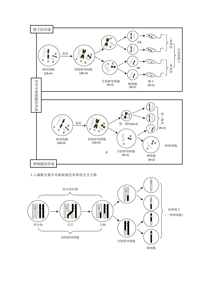 高考生物一轮复习 知识网络系列 第四单元 生物的生殖与发育 新人教版_第2页