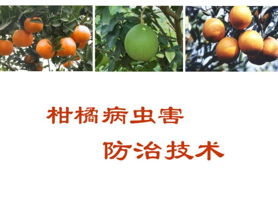 《柑橘全面》PPT课件_第1页