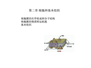 《人體解剖生理學(xué)》第二章細(xì)胞和基本組織-上海海洋大