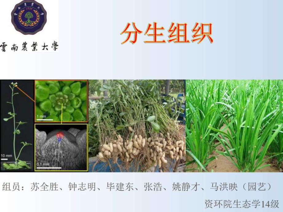 云南農(nóng)業(yè)大學植物學分生組織_第1頁