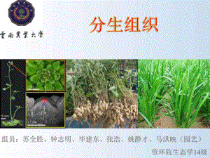 云南農(nóng)業(yè)大學(xué)植物學(xué)分生組織