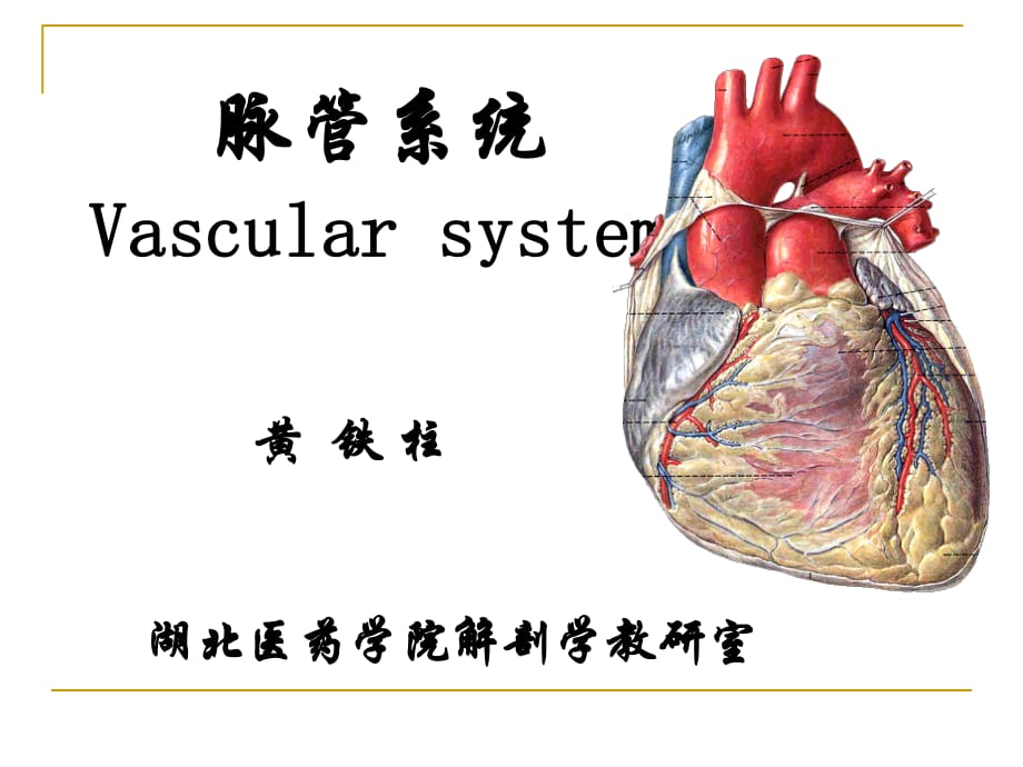 《系統(tǒng)解剖學(xué)》教學(xué)資料脈管學(xué)總論、心_第1頁