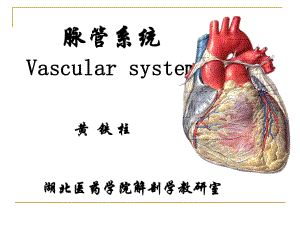 《系統(tǒng)解剖學(xué)》教學(xué)資料脈管學(xué)總論、心