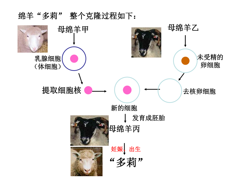 人教版高中生物課件《細胞核－系統(tǒng)的控制中心》_第1頁