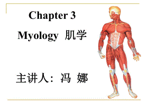 《系統(tǒng)解剖學(xué)》教學(xué)資料myology肌學(xué)